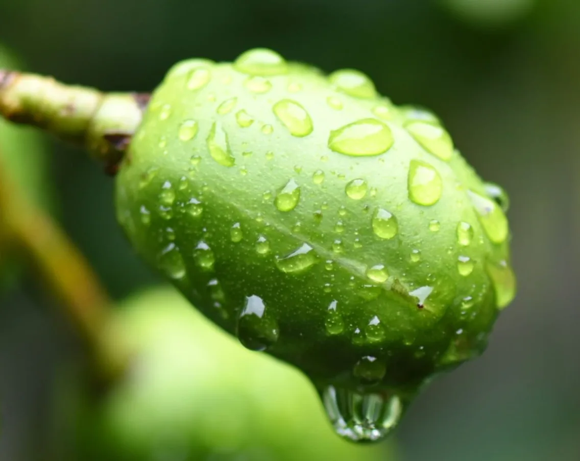 Jojoba