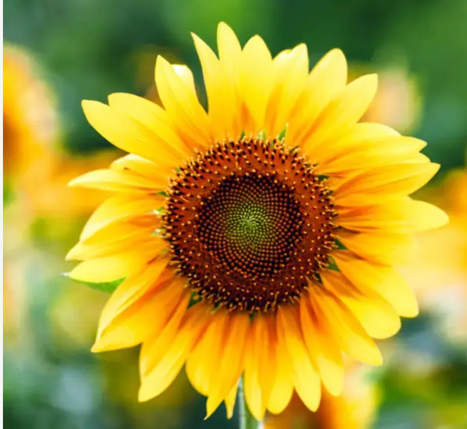 Zonnebloemolie